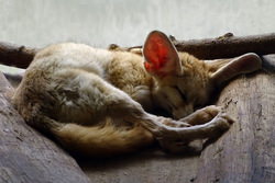 眠っているフェネック